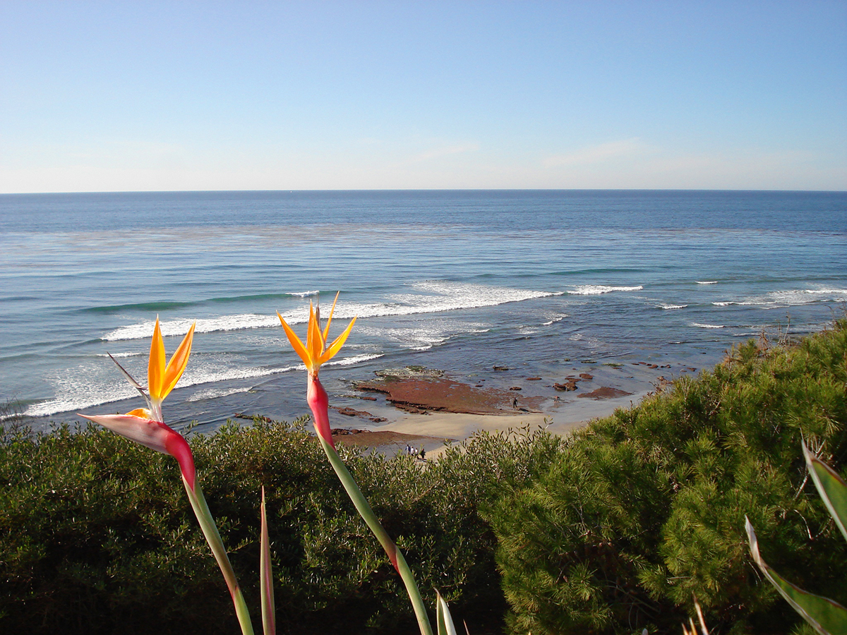sea-and-coastline Bird of Paradise plants on the French Riviera