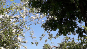 Trees and Sky